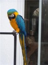 guacamaya bien entrenado y domesticado loro para usted en www.datoavisos.com.mx. Aviso Gratis enviado por juarez el 24/6/2010