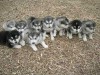 alaska malamute cachorros preciosos