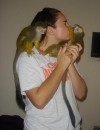 monos capuchinos para la hermosa amante de los hogares !!!!!!!!!!!