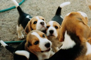 Avisos gratis en Mexico lindo en Guadalajara |  Sabuesos leg&iacute;timos cachorros , Beagle, Basset, Dachshund, etc