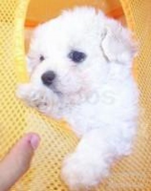  Avisos gratis en Mexico lindo en Ciudad de Mexico |  Bichon Maltes, Criadero de Mascotas Mundo de Perros.