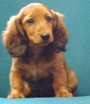  Avisos gratis en Mexico lindo en Monterrey |  Cachorritos Dachshund HERMOSOS (salchicha), Hello Puppy tiene los mejores cachorros LEG&iacute;TIMOS del Pa&iacute;s