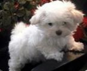  Avisos gratis en Mexico lindo en Mexicali |  Preciosos y leg&iacute;timos cachorritos MALT&eacute;S, Hello Puppy tiene los mejores cachorros LEG&iacute;TIMOS del Pa&iacute;s