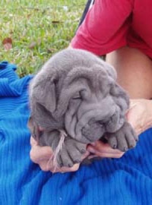  Avisos gratis en Mexico lindo en Quer&eacute;taro |  Excelentes cachorritos Shar Pei, Hello Puppy tiene los mejores cachorros LEG&iacute;TIMOS del Pa&iacute;s