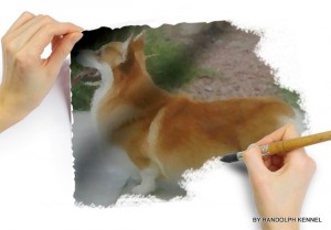 RANDOLPH KENNEL Avisos gratis en Mexico lindo en Aguascalientes |  WELSH CORGI PEMBROKE( BY RANDOLPH KENNEL )., WELSH CORGI PEMBROKE