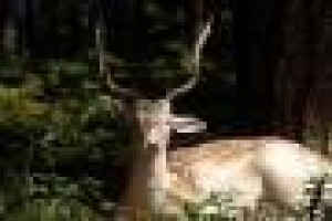 CARLOS FLORES TORRES Avisos gratis en Mexico lindo en Bah&iacute;a de Banderas |  INVESTIGADORES PRIVADOS DEL PACIFICO, DETECTIVES E INVESTIGADORES PRIVADOS