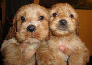 Maysa Avisos gratis en Mexico lindo en Puebla |  SOLO 2 CACHORROS COCKER, YA SOLO ME QUEDAN 2 MACHITOS EN $800