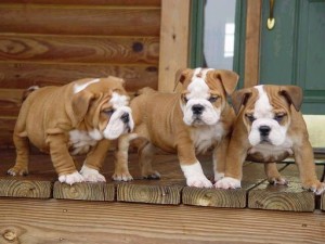  Avisos gratis en Mexico lindo en Monterrey |  BULLDOG ingl&eacute;s, los mejores del pa&iacute;s, Hello Puppy tiene los mejores cachorros LEG&iacute;TIMOS del Pa&iacute;s