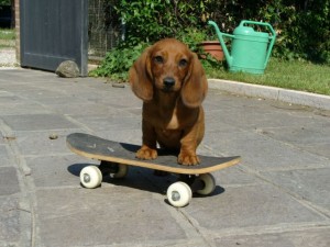  Avisos gratis en Mexico lindo en Guadalajara |  �PERROS SALCHICHA SUPER ADORABLES!, Hello Puppy tiene los mejores cachorros LEG&iacute;TIMOS del Pa&iacute;s