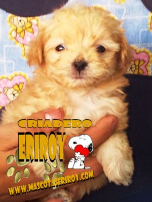 Cradero Eriroy Avisos gratis en Mexico lindo en Canc&uacute;n |  french poodle tacita de te envio gratis y garantia escrita, diminutos criados con amor promocion de envio gratis garantizados