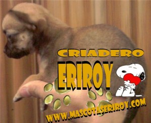 Cradero Eriroy Avisos gratis en Mexico lindo en Canc&uacute;n |  chihuahue&ntilde;o de bolsillo envio gratis y garantia escrita, diminutos criados con amor promocion de envio gratis garantizados