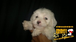 Cradero Eriroy Avisos gratis en Mexico lindo en Canc&uacute;n |  bichon maltes de bolsillo envio gratis y garantia escrita, diminutos criados con amor promocion de envio gratis garantizados
