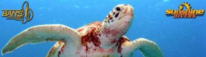eva munoz Avisos gratis en Mexico lindo en Playas de Rosarito |  Cursos de Buceo en Espa&ntilde;ol, Koh Tao Tailandia, Cursos de Buceo en Espa&ntilde;ol, Koh Tao Tailandia