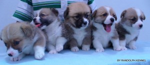 RANDOLPH KENNEL Avisos gratis en Mexico lindo en Aguascalientes |  WELSH CORGI PEMBROKE( BY RANDOLPH KENNEL ), WELSH CORGI PEMBROKE