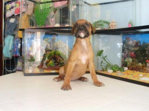 Mar&iacute;a de los  Avisos gratis en Mexico lindo en Guadalajara |  CACHORROS BOXER, MACHOS Y HEMBRAS