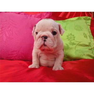 gaga Avisos gratis en Mexico lindo en Hecelchakan |  BULLDOG INGLES DE CRIADERO BULLCANES, BULLDOG INGLES