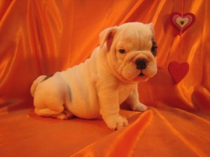  Avisos gratis en Mexico lindo en Santa Mar&iacute;a del Oro |   Bulldog Ingles Disponibles.,  Bulldog Ingles Disponibles.
