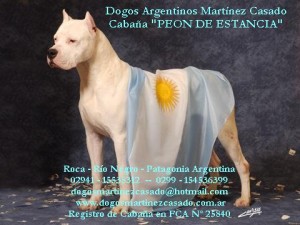  Avisos gratis en Mexico lindo en Santa Elena |  Dogos Argentinos, cachorros y Reproductores, pedigre del Dogo Argentino