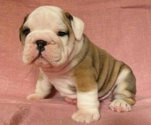 gaga Avisos gratis en Mexico lindo en Huehuetl&aacute;n |  BULLDOG INGLES, BULLDOG INGLES perros bulldog INGLES/FRANCES CON PEDIGR&iacute; (PAPELES Y CHIP DE