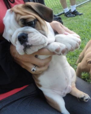 tete Avisos gratis en Mexico lindo en Landa de Matamoros |  Hermoso Cachorro Bulldog Ingles Exelente Sangre DE MULTICAMPEONES , Hermoso Cachorro Bulldog Ingles Exelente Sangre DE MULTICAMPEONES 