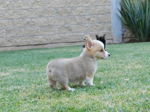 mauricio vergara Avisos gratis en Mexico lindo en Le&oacute;n |  welsh corgi pembroke, exelentes cachorros