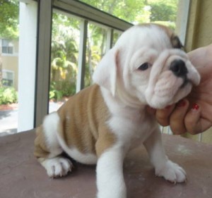 tete Avisos gratis en Mexico lindo en La Paz |  BULLDOG INGLES LAS MEJORES LINEAS EN UNO SOLO, BULLDOG INGLES LAS MEJORES LINEAS EN UNO SOLO