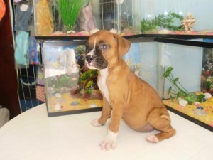 Angeles Hernanez Avisos gratis en Mexico lindo en Guadalajara |  Cachorritos Boxer Aleonados , Excelente Percio