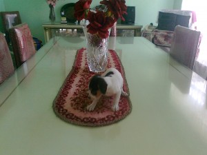 Angeles Nu&ntilde;ez Avisos gratis en Mexico lindo en Guadalajara |  FOX TERRIER MACHO TAMA&Ntilde;O PEQUE&Ntilde;OS, Hermos tama&ntilde;o small