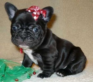 Ugram Emeline Avisos gratis en Mexico lindo en Ramos Arizpe |  Regalo Excelente Camada de Bulldog Franc&eacute;s, Bulldog Franc&eacute;s