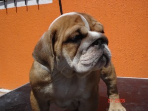  Avisos gratis en Mexico lindo en Guadalajara |  hermosos cachorros de bulldog ingles, con registro internacional