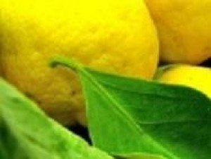  Avisos gratis en Mexico lindo en Aguascalientes |  limones y naranjas naturales de naranjaslamarina.com, Venta de limones y naranjas naturales de naranjaslamarina.com