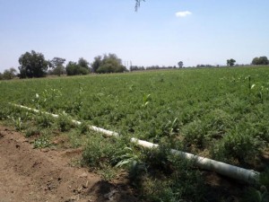 Guillermo Real Avisos gratis en Mexico lindo en Silao |  Se vende Rancho en Silao Gto., Excelente Ubicaci&oacute;n