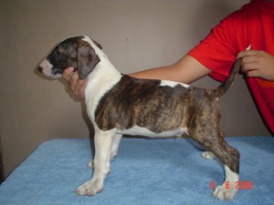  Avisos gratis en Mexico lindo en Fresnillo |  bullterrier ingles , cachorros pedigree azul.