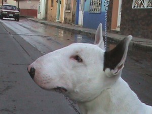  Avisos gratis en Mexico lindo en Fresnillo |  BULLTERRIER DISPONIBLE PARA MONTAS, PERRAZO PARA MONTAS