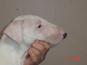  Avisos gratis en Mexico lindo en Fresnillo |  bullterrier ingles , cachorritos con pedigree