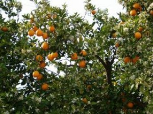  Avisos gratis en Mexico lindo en Aguascalientes |  naranjaslamarina.com : Venta de naranjas naturales de la Rector&iacute;a, Venta de limones y naranjas naturales 