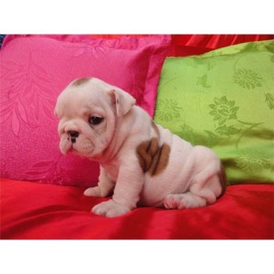 tete Avisos gratis en Mexico lindo en Tijuana |  PEDIGREE BULLDOG INGLES, PEDIGREE BULLDOG INGLES TENGO DOS CACHORROS DE 1 SEMANA DE bulldog INGLES, 