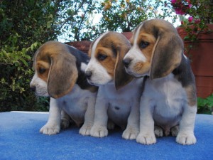  Avisos gratis en Mexico lindo en Tlalpan |  beagles tricolores y bicolores, cachorros beagle de criadero el sabueso