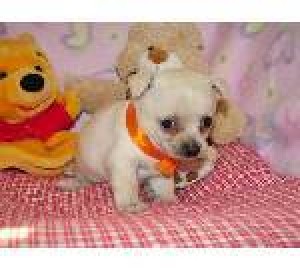  Avisos gratis en Mexico lindo en Mexicali |  Chihuahua adorables cachorros, Chihuahua adorables cachorros