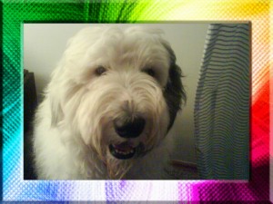  Avisos gratis en Mexico lindo en Metepec |  Busco Novia, Busco Novia (bobtail)