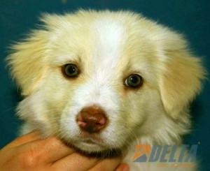 Adriana Quiles Avisos gratis en Mexico lindo en Guadalajara |  En esta navidad consi&eacute;ntete con un border collie, Border collie