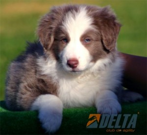 Adriana Quiles Avisos gratis en Mexico lindo en Guadalajara |  Venta de border collie de calidad 