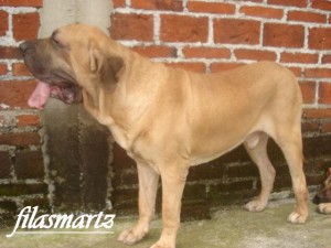  Avisos gratis en Mexico lindo en Uruapan |  PROXIMA CAMADA FILA BRASILEIRO, CACHORROS