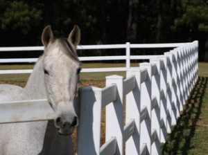  Avisos gratis en Mexico lindo en Atizap&aacute;n de Zaragoza |  CORRALES Y CERCAS, CORRALES PARA GANADO Y CERCAS PARA RANCHOS