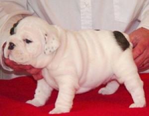  Avisos gratis en Mexico lindo en San Felipe del Progreso |  Adorable cachorros Bulldog Ingl&eacute;s (300 � cada una), Adorable cachorros Bulldog Ingl&eacute;s 