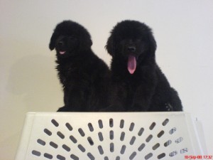  Avisos gratis en Mexico lindo en Tlalnepantla de Baz |  TERRANOVA, TERRANOVA