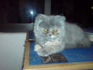  Avisos gratis en Mexico lindo en Naucalpan |  ��� Gatitos Persas en Venta ����, Persas e Himalayos