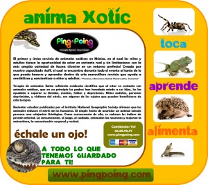 PINGPOING MEXICO Avisos gratis en Mexico lindo en Miguel Hidalgo |  Fiestas infantiles mexico fiestas animales exoticos animadores, Animadores fiestas infantiles mexico fiesta animales exoticos