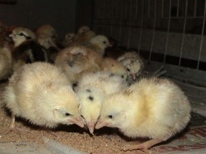  Avisos gratis en Mexico lindo en Celaya |  INCUVAMOS HUEVO FERTIL. JAIME AYALA, quinta el paraiso