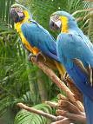 Avisos gratis en Mexico lindo en Macuspana |  azul y oro guacamayo para la venta , loros